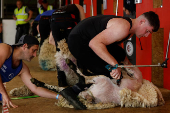 European sheep shearing & wool handling championships in Mountbellew