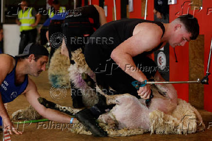 European sheep shearing & wool handling championships in Mountbellew