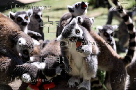 Animals at Skopje zoo receive frozen fruit amid heatwave
