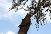 Climate change impacts herders in Yemen