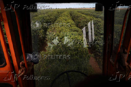 Coffee beans plantation near Brasilia