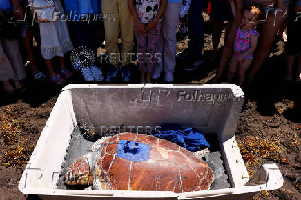 A group of children watch the loggerhead sea turtle (Caretta Caretta), named Amadora, before being released on the Sardina del Norte beach