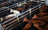 Where's the beef? Argentine steak exports slide as strong peso inflates costs
