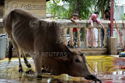 Children look at a cow before its ritual sacrifice for the Eid al-Adha holiday, at a mosque in Banda Aceh