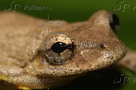 Una nueva especie de rana semiarborícola es descubierta en la Amazonía de Perú