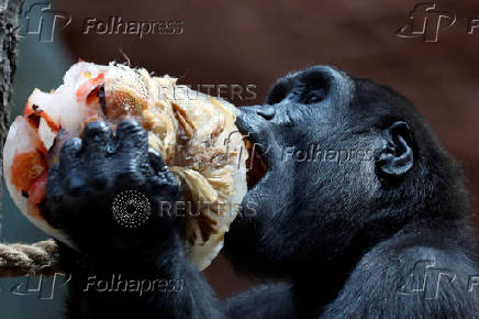 Prague zoo keeps animals cool with ice cream