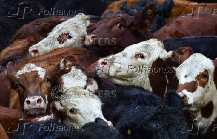 Where's the beef? Argentine steak exports slide as strong peso inflates costs