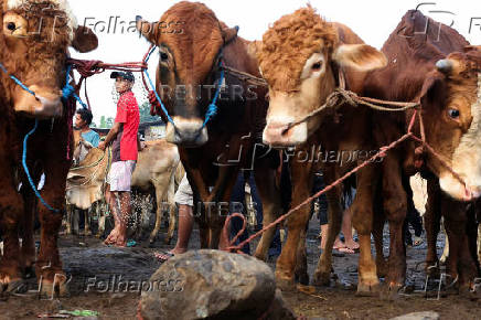 Traders stand among cows at a cattle market, ahead of the Muslim festival of sacrifice, Eid al-Adha, in Bogor