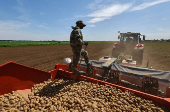 Farmers plant potatoes in a field outside Kolomna, Moscow region