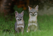 Gray Fox in the Sumidero Canyon nature reserve, In Chapa de Corzo