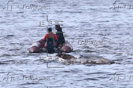 Prefectura Naval de Argentina retira ballena encallada