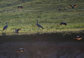 South Africa?s Blue Crane Battling Extinction Amidst Changing Landscapes