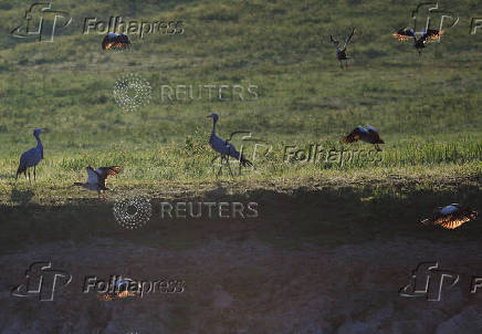 South Africa?s Blue Crane Battling Extinction Amidst Changing Landscapes