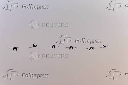 Flamingo chicks are fitted with identity rings in the Fuente de Piedra natural reserve, near Malaga