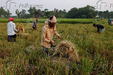 Bangladeshi labourers harvest paddy from the field in Munshiganj