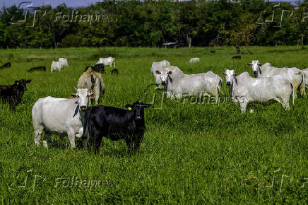 Vista de gado de corte na Vargem Grande