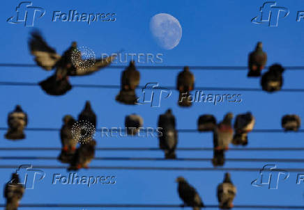 Pigeons perch on a power line as the moon sets  in Cape Town