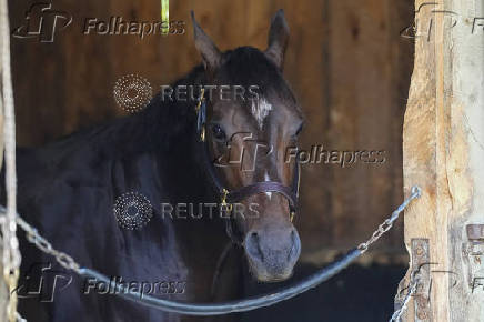 Horse Racing: Belmont Stakes-Workouts