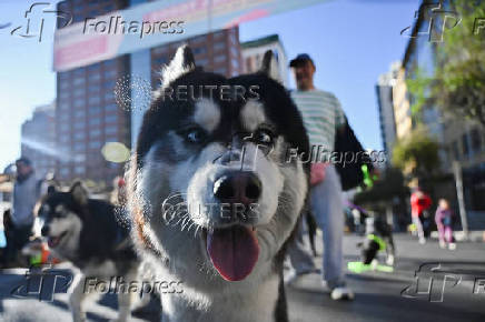 Dogs take over the streets during the Perroton in Bolivia to highlight pet care, in La Paz