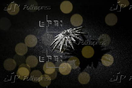 'Cartier and the Myth' exhibition at the Capitoline Museums in Rome