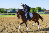 Horse Racing: Belmont Stakes-Workouts