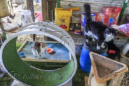 Animal NGO rescues homeless pets after owners deported from the US