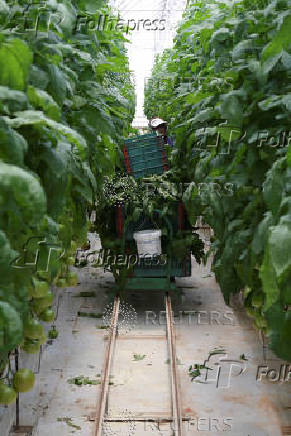 U.S. Government imposes 17% tariff on Mexican fresh tomatoes