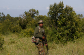 KWS rangers translocate endangered black rhinos from the Ol Pejeta Conservancy to establish a new breeding population at the Segera Conservancy in Laikipia