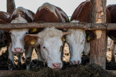 Serbian farmers vow to oppose Rio Tinto lithium project even after EU strategic label