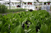 French horticultural industry gears up for May 1st celebrations