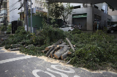 Queda de árvore no Jardim Paulista