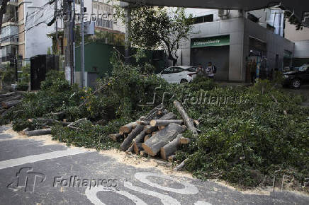 Queda de árvore no Jardim Paulista
