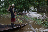 A man sails on a boat as cattle walk surrounded by water after flooding caused by the rise of the Solimoes River in the rural area of Manacapuru