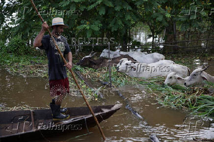 A man sails on a boat as cattle walk surrounded by water after flooding caused by the rise of the Solimoes River in the rural area of Manacapuru