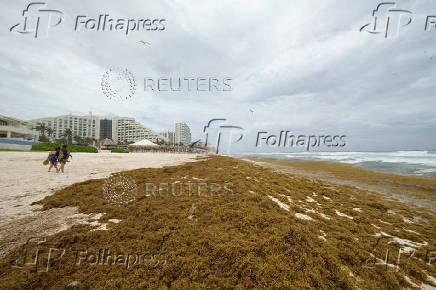 Sargassum seaweed season in Cancun