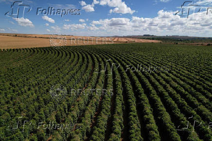 Coffee beans plantation near Brasilia