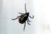 Carrapato-estrela, transmissor da febre maculosa