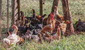 Suspensão de compra de frango pela China