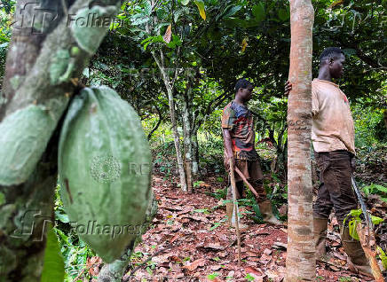 FILE PHOTO: Farmers work at a cocoa farm in Daloa