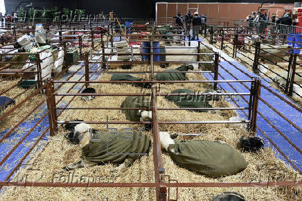 El potente sector rural de Argentina abre su tradicional feria entre reclamos a Milei