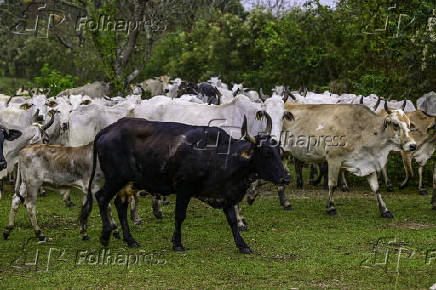 Gado de corte é manejado em pasto em São José dos Campos