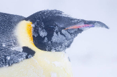 An Emperor penguin is seen during a snowstorm, on the Ekstrom Ice Shelf