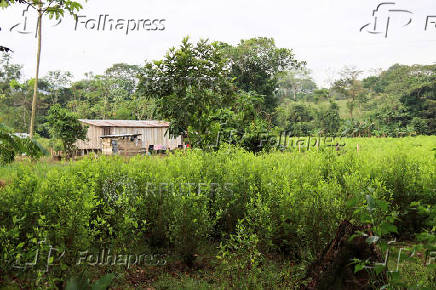 FILE PHOTO: Sign of the Social Pact for Catatumbo, in Tibu