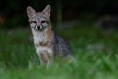 Gray Fox in the Cañon del Sumidero Canyon nature reserve, In Chapa de Corzo