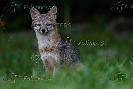 Gray Fox in the Cañon del Sumidero Canyon nature reserve, In Chapa de Corzo
