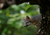 Gray Fox in the Sumidero Canyon nature reserve, In Chapa de Corzo
