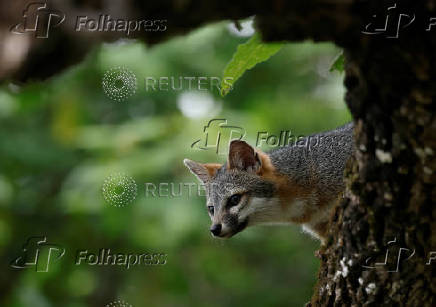 Gray Fox in the Sumidero Canyon nature reserve, In Chapa de Corzo