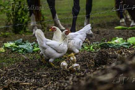 Galinhas, galos e pintinhos EM pasto de compostagem em SJC