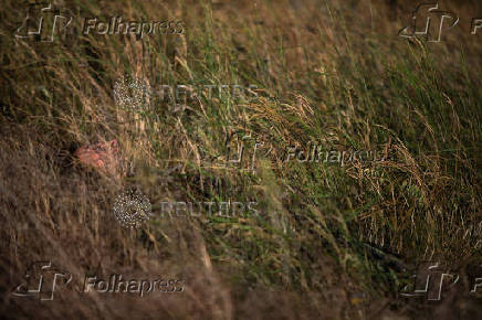 A man lies in the grass during his celebration of the summer solstice at the Kokino megalithic observatory
