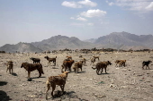 Kabul's stray dog population on the rise